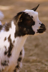 BIQUETTE A LA FERME 3