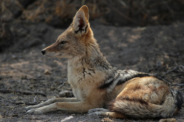 Schabrackenschakal (Canis mesomelas)
