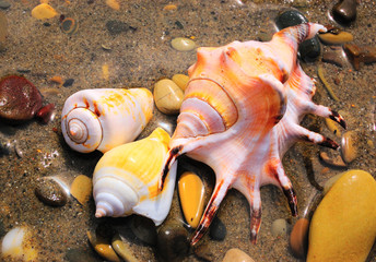 closeup of three colored sea shells over wet sand