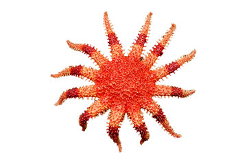 Crossaster papposus Sunstar with clipping path