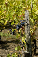 Fototapeta premium vigne 6