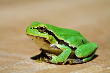 animals series: macro picture of grenn frog