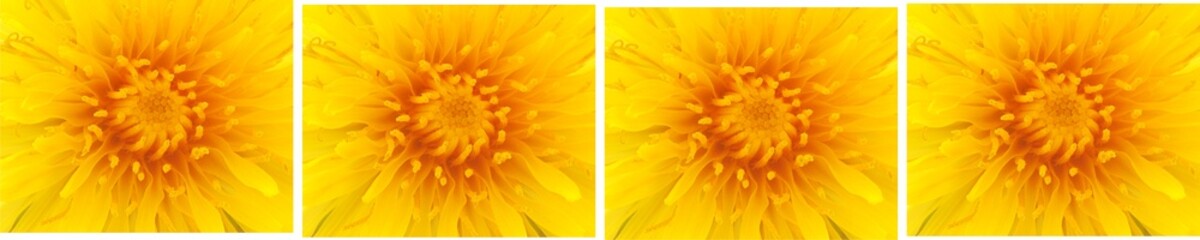 Dandilion flower rectangles