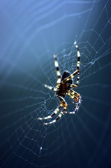 Spinne auf dem Spinnennetz © medwedja