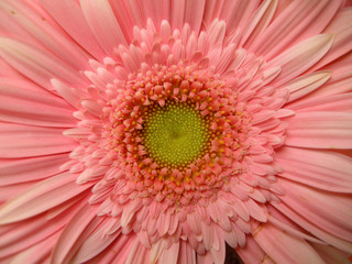 Gerbera