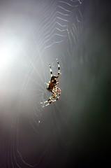 Spinne