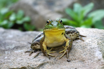 Fototapeta premium A big green bullfrog sitting on a rock