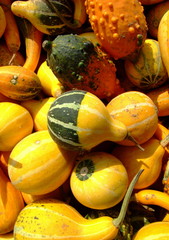 Zierkürbisse gelb/orange
