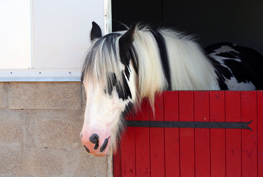 cheval panach&eacute;