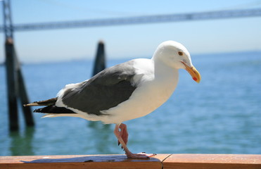 Herring gull