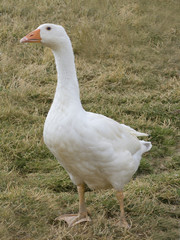Freilaufende Gans im Gehege