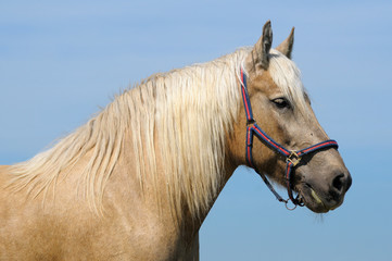 Obraz na płótnie Canvas the portrait of palomino horse