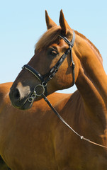 the portrait of bay horse