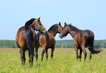 small horse herd in a field