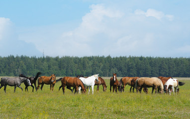 Fototapeta na wymiar small horse herd in a field