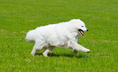 the samoyed dog - snow-white pet
