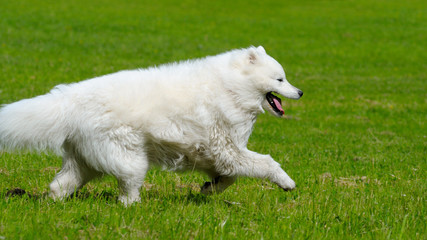 the samoyed dog - snow-white pet
