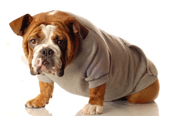 Obraz premium english bulldog wearing workout gear ready to start training