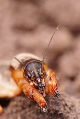 fen-cricket, gryllotalpa