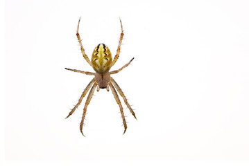spider isolated on white