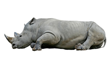 Rhinoceros on white background.