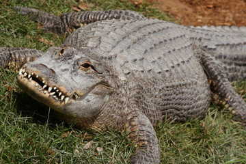 Alligator.