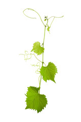 Naklejka na ściany i meble Vine vitis grapevine isolated over white background