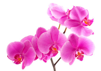 Obraz na płótnie Canvas Branch of a purple orchid. A close up.