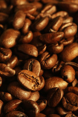 Pile of coffee beans