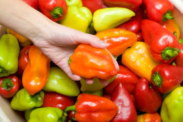 many colored sweet peppers with hand