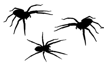 araignées