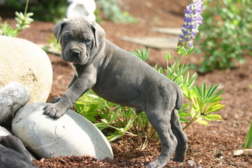 chiot cane corso grimpé sur un caillou