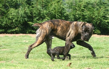 jeu entre le cane corso adulte et son chiot