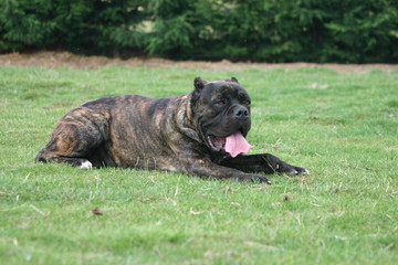 cane corso épuisé sur l'herbe