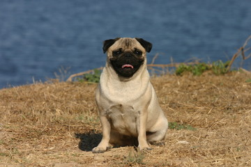 pose du carlin sur l'herbe en bord de mer