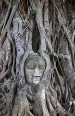 Buddhastatue mit Wurzeln, Thailand