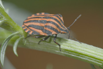 Hawthorn Shield Bug
