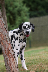 dalmatien derrière un arbre