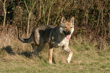 chien loup tchécoslovaque éssoufflé par la course