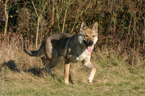 Chien Loup Tchécoslovaque éssoufflé Par La Course Photo