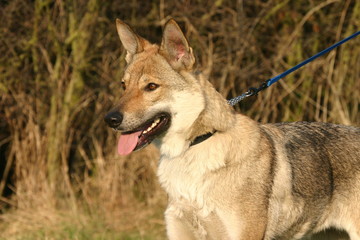 chien loup tchécoslovaque tenu en laisse