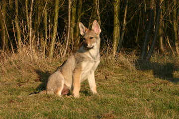 jeune chien loup tchécoslovaque assis devant les bois