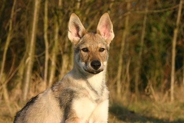 chien loup tchécoslovaque regardant au loin