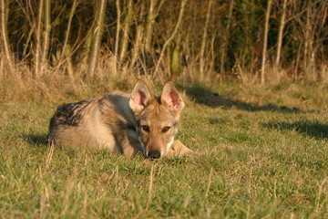 chien loup tchécoslovaque allongé dans les bois