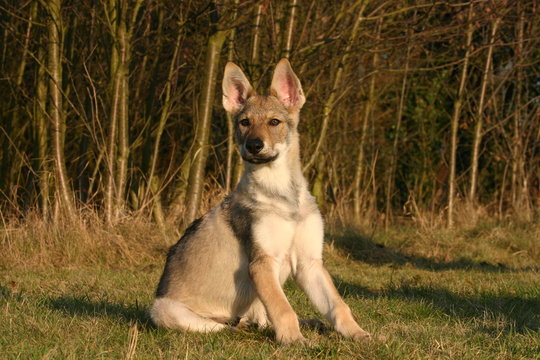 jeune chien loup tchécoslovaque assis devant une forêt