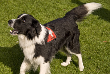 Fototapeta premium Rettungshund 080921 024