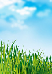 grass and blue sky
