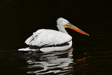 Dalmatian pelican on the water