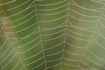 dewy spider web