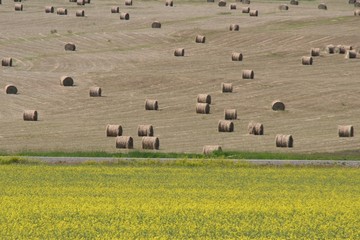 Landwirtschaft in der Nähe von Dawson Creek - Kanada
